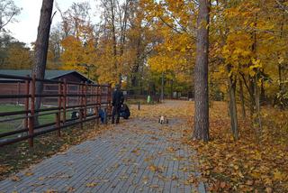 Park 1000-lecia w Lesznie na chwilę przed zachodem słońca