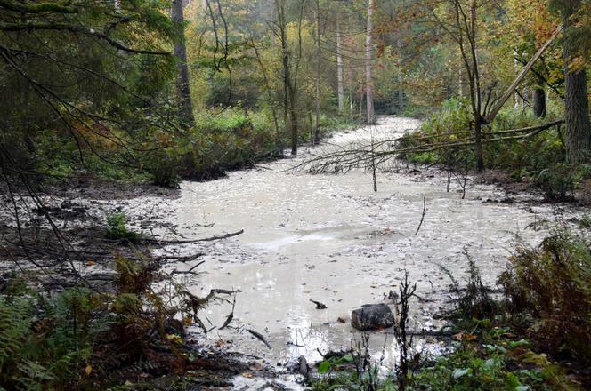 Szudziałowo. Bimbru nie będzie! Na Podlasiu zlikwidowano gigantyczną leśną bimbrownię