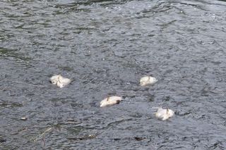 Śnięte ryby wyołowiono z Gostyni