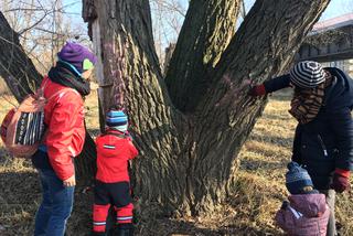 Szczotki w ruch! Mieszkańcy Pragi Północ wyczyścili numery drzew oznaczonych do wycinki [WIDEO]