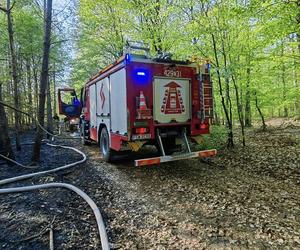 Pożar w lesie w Lubuskiem. Interweniowały służby