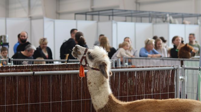 Tak wyglądał Zoopark 2024 w Lublinie! Zobacz zdjęcia