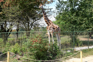 ZOO Poznań: Nie żyje kolejna żyrafa! Wszystko przez dokarmianie zwierząt?