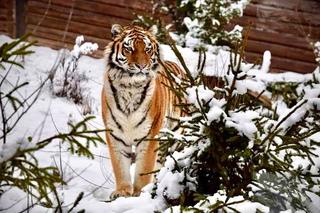 Zimowe harce na śniegu - zwierzaki z płockiego zoo szaleją ZOBACZ ZDJĘCIA!