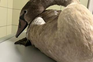 Łabędź połknął haczyk wędkarski [GALERIA]