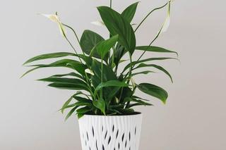 Rośliny trujące dla psa