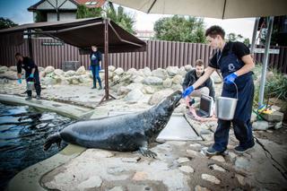 FOKI NIE CHCĄ  DAĆ SIĘ ZBADAĆ.
