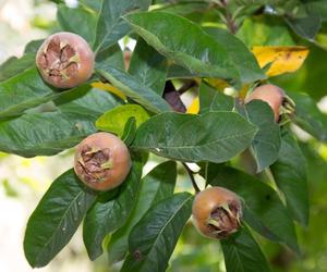 Krzewy pełne jesiennych skarbów. Odkryj na nowo ten zapomniany owoc i zrób coś pysznego