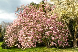 Dlaczego żółkną magnolie? [Porada eksperta]