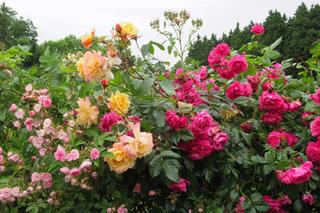 Rosarium - ogród pełen róż