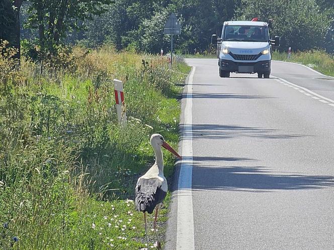 Bociany nietypowe zagrożenie na drodze.