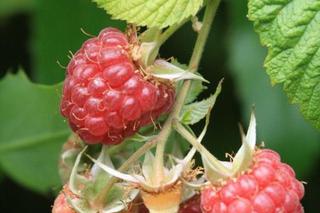 Malina właściwa - Rubus idaeus
