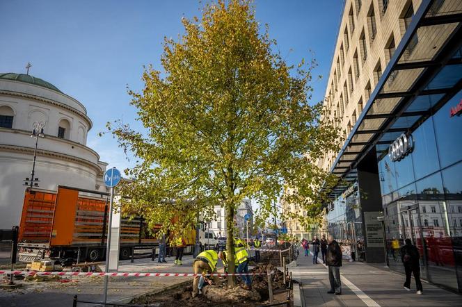 Warszawa "zazielenia" betonowy plac. Drzewami z Niemiec. Po 14 tys. zł za sztukę 