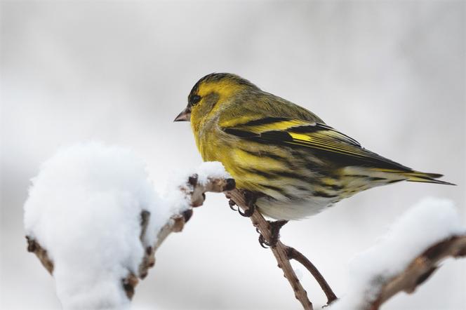 Pierwsze zimowe liczenie ptaków w Iławie już pod koniec stycznia!