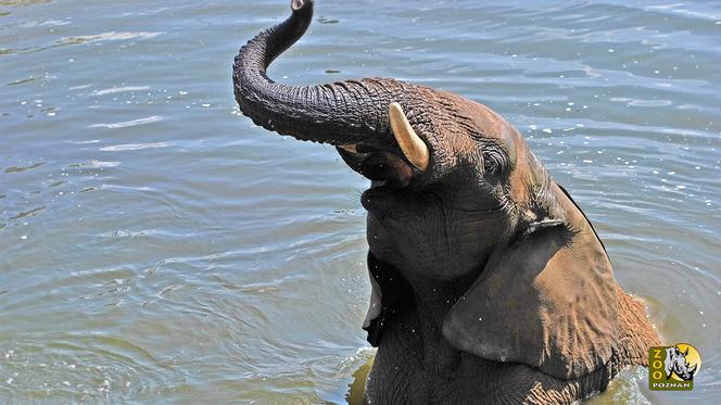 Co słychać u słonia Ninio? O stanie zwierzaka informują pracownicy zoo [WIDEO]