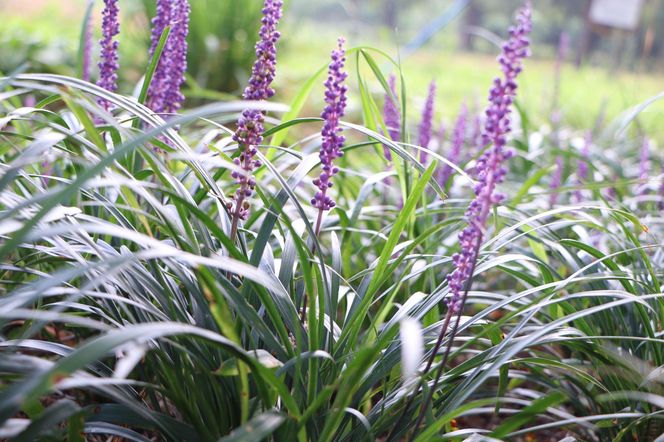Liriope szafirkowata