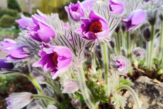 Już 1 kwietnia po zimowej przerwie otwiera się wrocławski Ogród Botaniczny UWr! Co będzie się działo? Ile kosztują bilety?