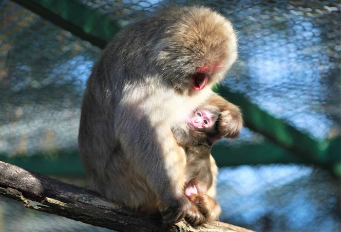 Cud narodzin w ZOO "Leśne Zacisze"! Na świat przyszła mała małpka