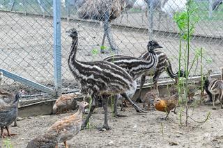 Poznańskie zoo ma nowych mieszkańców. Przyjechali z zachodu