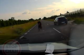 Te nagrania wywołują ciarki na plecach. Zwierzęta wbiegają tuż przed maskę!