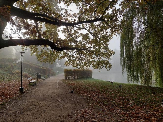 Zamojski Park jesienią