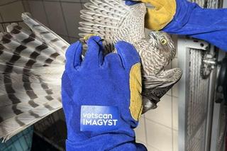 Strażacy z OSP Płoskie wracali z akcji i uratowali jastrzębia