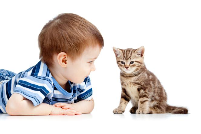 Zespół kociego krzyku: przyczyny i objawy. Leczenie zespołu miauczenia kota