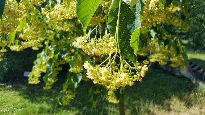 Są kolorowe, pachnące i... smaczne! Ogród Botaniczny zaprasza na jadalne kwiaty