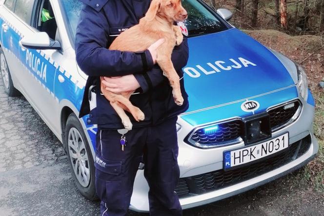 Policjanci pomogli porzuconemu w lesie psu