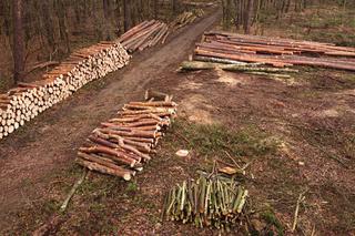 PiS chce sprywatyzować lasy?! Opozycja bije na alarm