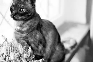 Kot Alik UMIERA - ZDJĘCIA KOTA JAROSŁAWA KACZYŃSKIEGO