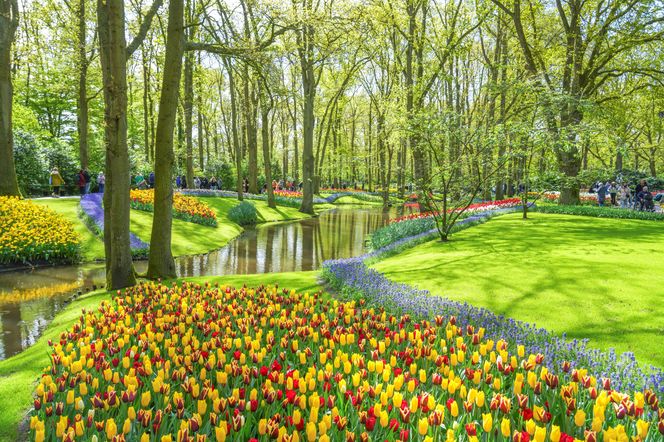 Kwitnące tulipany w ogrodach Keukenhof