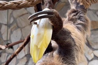 Leniwiec z ZOO Wrocław