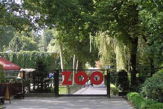ZOO w Krakowie wznawia działanie! Ogród Zoologiczny będzie otwarty na nowych zasadach