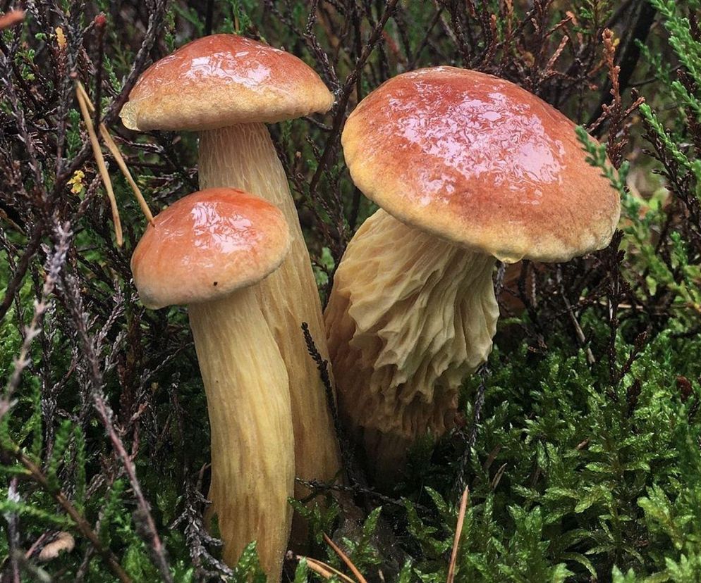 W polskich lasach pojawił się egzotyczny grzyb. Czy jest jadalny?