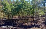 Pożar lasu pod Świebodzinem zdetonował 18 niewybuchów z okresu II wojny światowej
