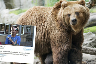 Grzybiarz znokautował niedźwiedzia, jak w filmie Zjawa z Leo DiCaprio [FOTO]	