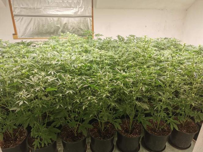 Plantacja konopi w Alwerni zlikwidowana. Kilkaset krzewów w rękach policji