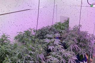 Breaking Bed w mazurskim miasteczku. Mężczyzna zrobił plantację konopi… w przyczepie [ZDJĘCIA]