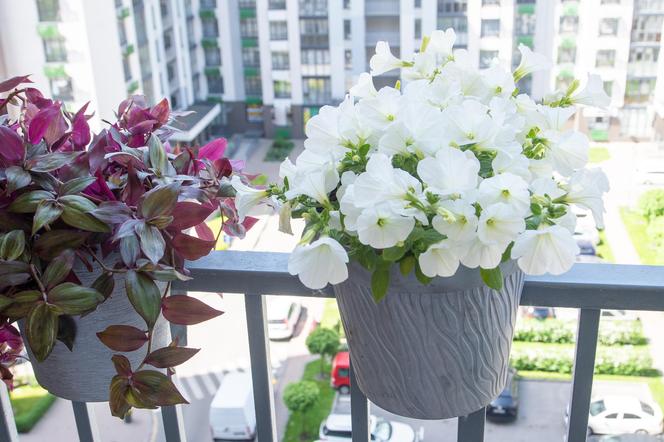 Białe kwiaty na balkon - zdjęcia.