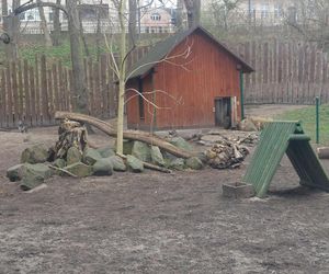 Małe kangurzątka urodziły się w Ogrodzie Zoobotanicznym w Toruniu