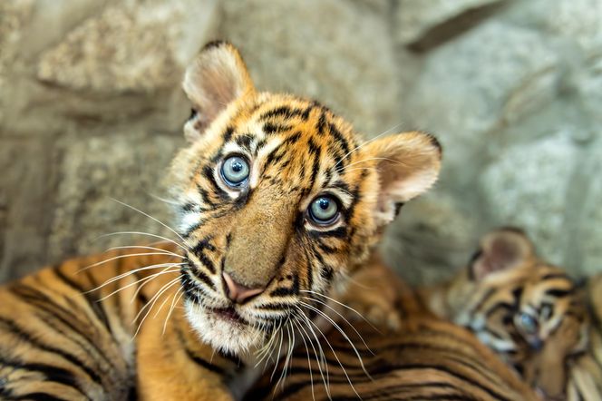 Niesamowite narodziny we wrocławskim zoo. Na świat przyszły cztery tygrysy sumatrzańskie 