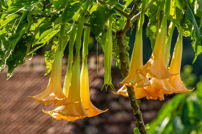 Jakie krzewy na balkon słoneczny? Datura (bieluń)
