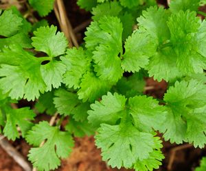 Kolendra: dlaczego jedni ją kochają, a inni nienawidzą