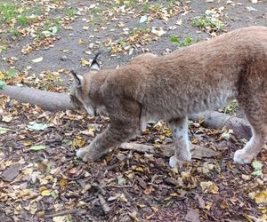 Gdański Ogród Zoologiczny jesienią