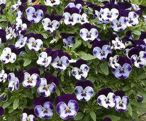 Fiołek rogaty - Viola cornuta