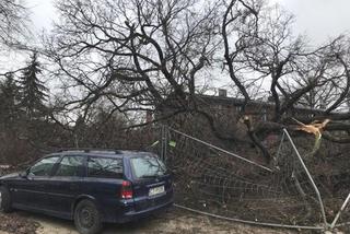 Wiąz z ulicy Wiązowej przeszedł do historii