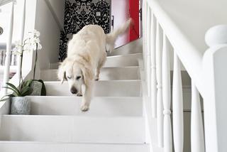 Pies w domu i schody