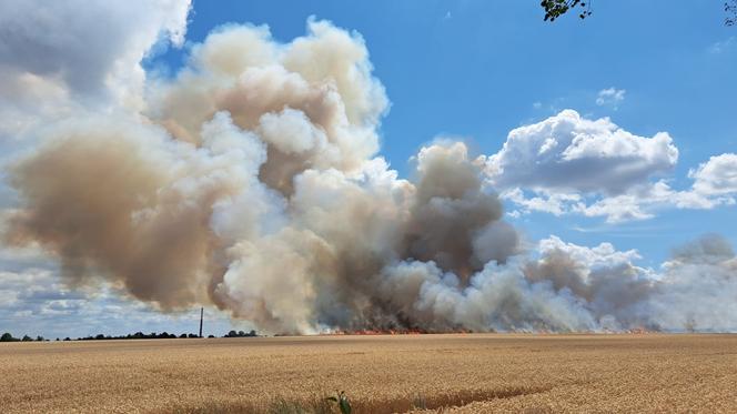 Pożar zboża na pniu w Baczynie pod Gorzowem