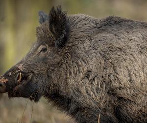 Waga dorosłego dzika czasem przekracza 300 kg